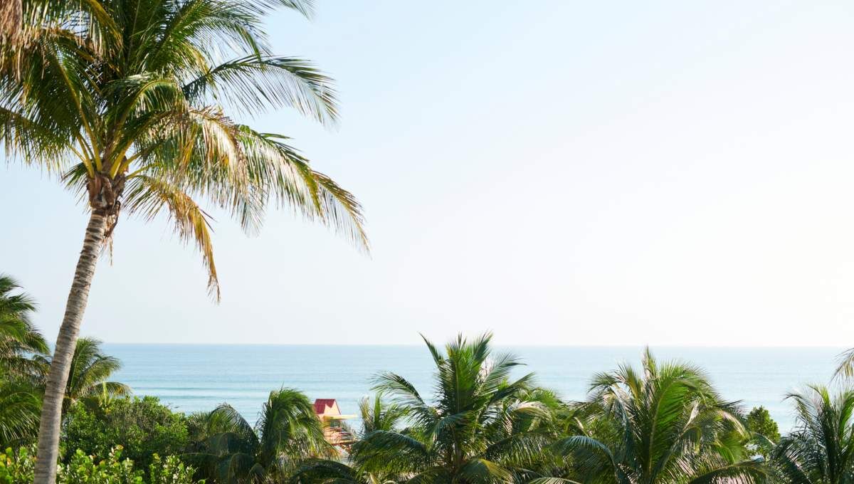 Palms along the beach walk
