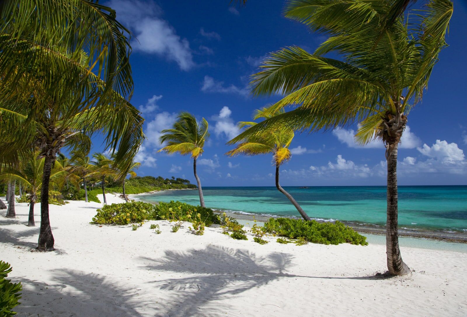 Palms on a white-sand beach